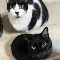 クロ