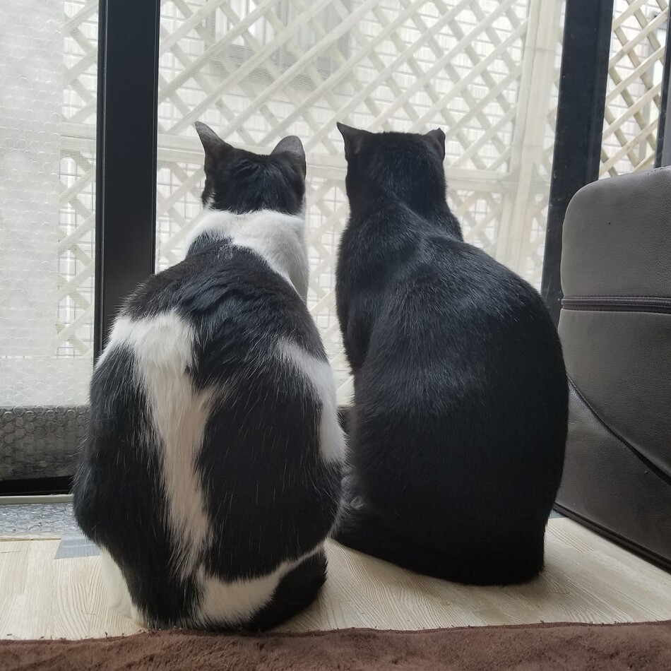クロのカバー写真
