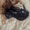 クロがうちに来たとき、愛犬のチャチャが遊んでくれてました。
