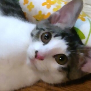 人馴れOK 大人しい性格シナモンくん