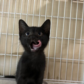 黒猫ジジちゃん　