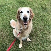 ピュア