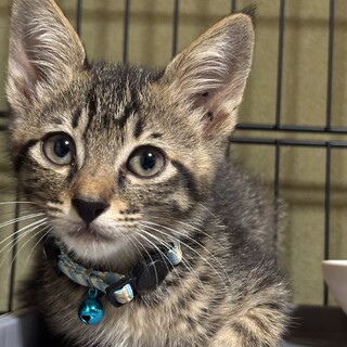 イケメンキジトラ仔猫