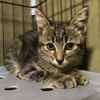 控えめなキジトラ仔猫