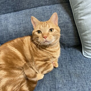 募集。お引き取りしていただける方探してます。