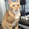靴下履いた茶トラのタビー サムネイル3