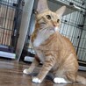 靴下履いた茶トラのタビー サムネイル2