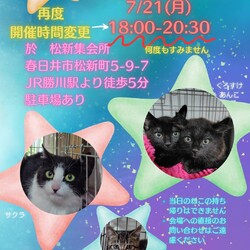 ✩.*˚子猫がいっぱい♪★夜の譲渡会かすがい地域ねこの会
