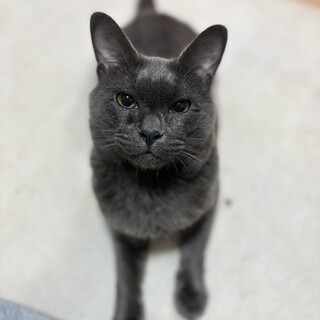 ブリティッシュショートヘアーの様なグレーのニャンコ