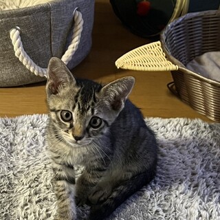 ありがとうございました★キジ虎オミソくん