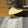 ありがとうございました★キジ虎オミソくん サムネイル2