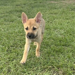 成長時の予想体重は10kg未満