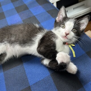 2ケ月の賢いハチワレちゃん