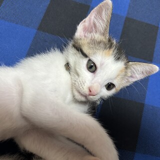 アイラインが魅力の美しい三毛猫ちゃん