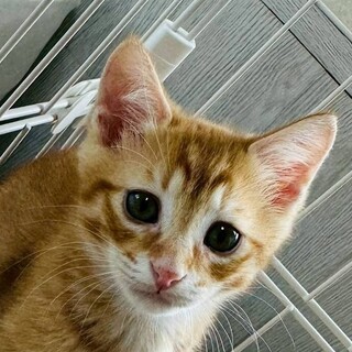 8/10ハウジングプラザ浦和参加　チャー君