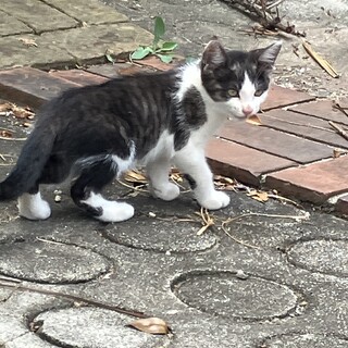 子猫の里親を募集しています