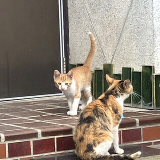子猫の里親を募集しています。