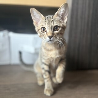 【7/27浜松町】人のお世話で好奇心旺盛な子に！