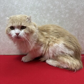 顔もデカいが態度もデカい！2歳でこの貫禄❤八戒