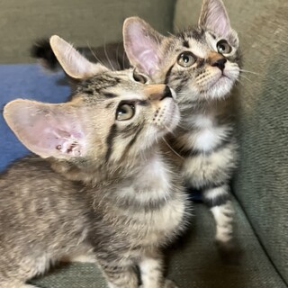 【12/7三田】甘えん坊のやんちゃボーイズ