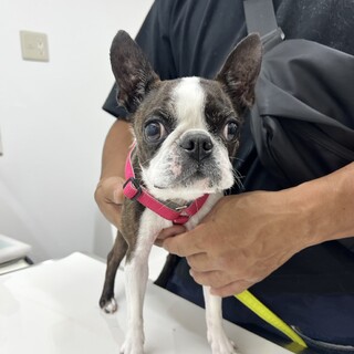 チワワ チワワサイズ3.5kgの」東京都 - 犬の里親募集(520741