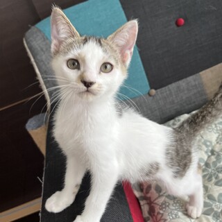 【トライアル決定!!】元気なジョー♡