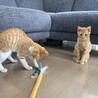 茶白・茶トラ子猫兄弟 サムネイル5