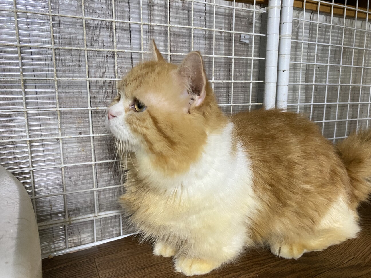 ✨ポチ猫◆375分延長電話鑑定◆霊能力でお相手の魂とお話いたします ✨ポチ猫様専用◇375分延長電話鑑定◇霊能力でお