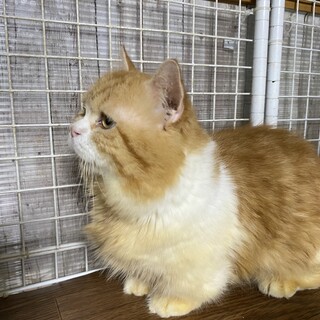 ずっとのおうちで暮らしたいベロくん