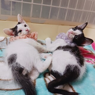 白黒のおてんば姉妹★可愛い盛りです！