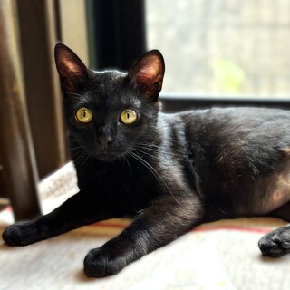 ★里親様決定★３本足でがんばる甘えん坊♥ラム音