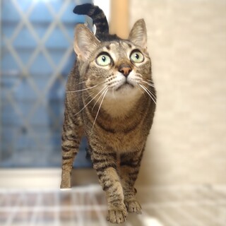 ★里親様決定★おだやかで甘えん坊♥ポテ子