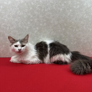 晩酌のお供話し相手、部屋のオブジェに❤あられ