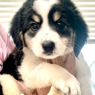 25-M152 モフモフ可愛すぎ！！