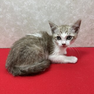 抱っこして抱きしめたくなるほど可愛い❤炭治郎