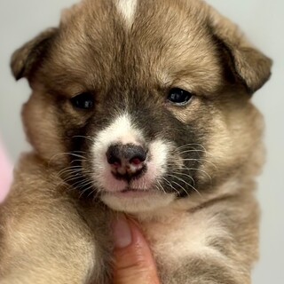 25-M156　６兄妹のベビーちゃん達です♪