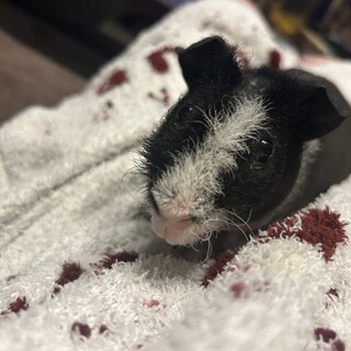 スキニーギニアピッグ 男の子