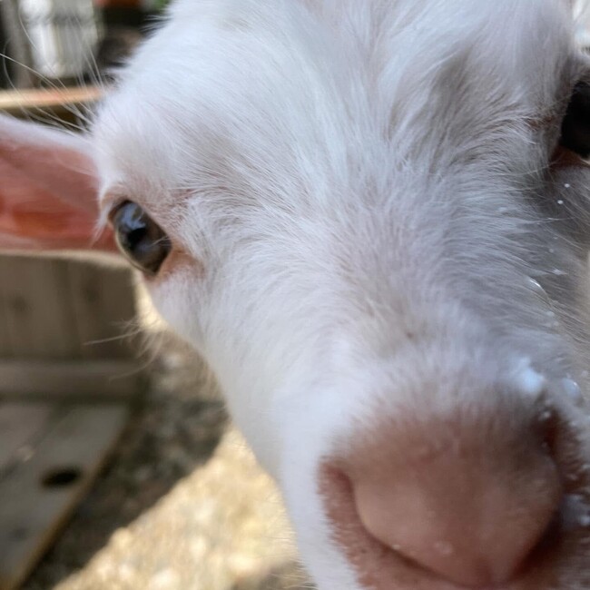 Animal Rescue/Adoption のカバー写真