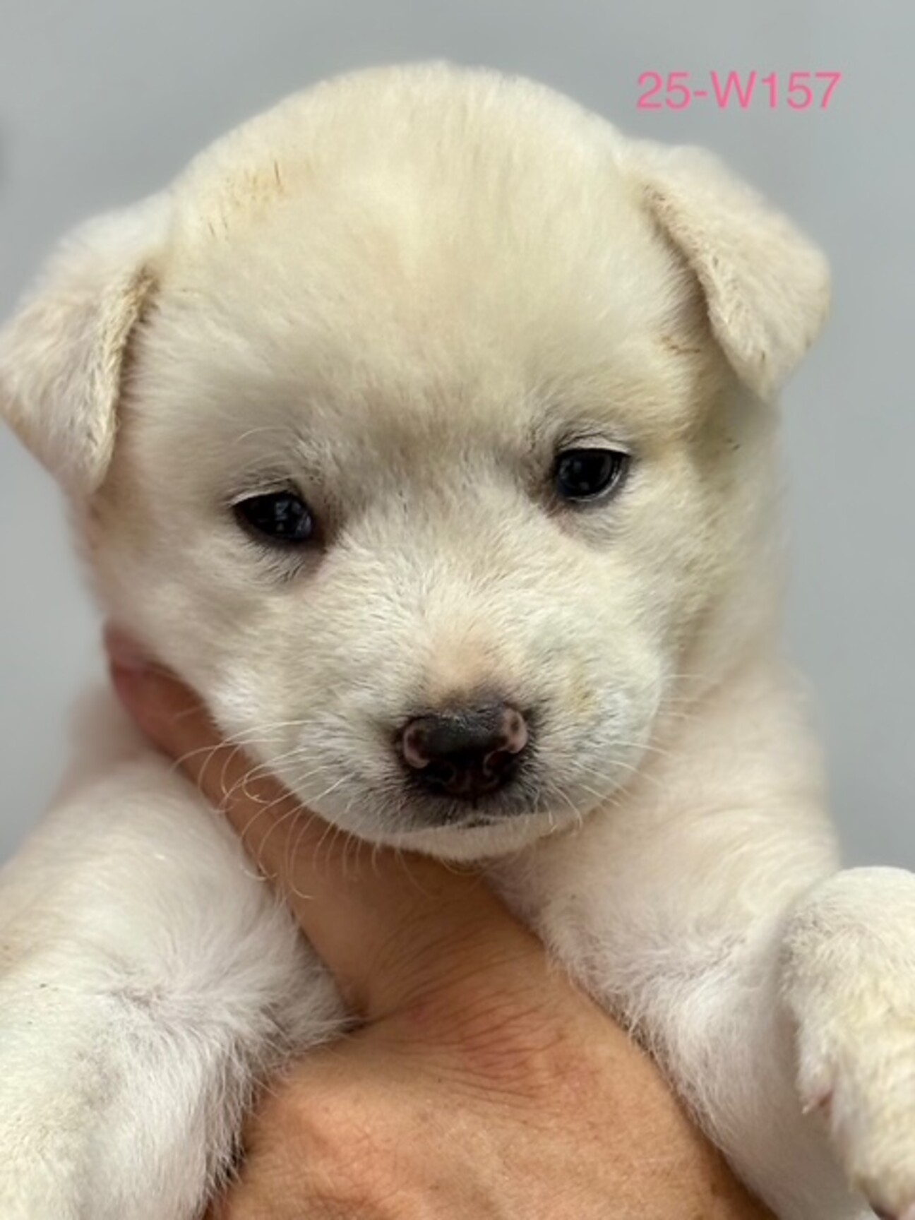 25-W157 6兄妹の」滋賀県 - 犬の里親募集(520765) :: ペットの