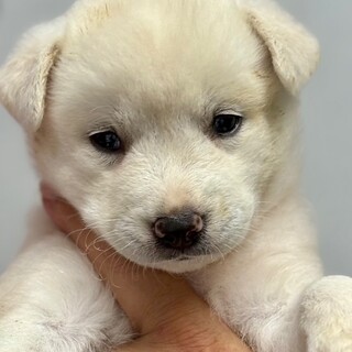 25-W157　６兄妹の赤ちゃんたちです♪