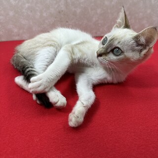 甘え上手で遊び好き完璧主」東京都 - 猫の里親募集(520766