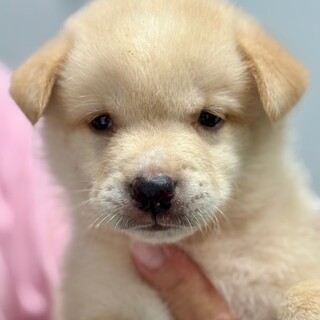 25-M158　６兄妹の赤ちゃんワンコ達です！！