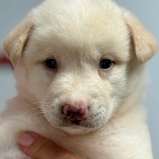 25-M159　６兄妹の仔犬達です！！