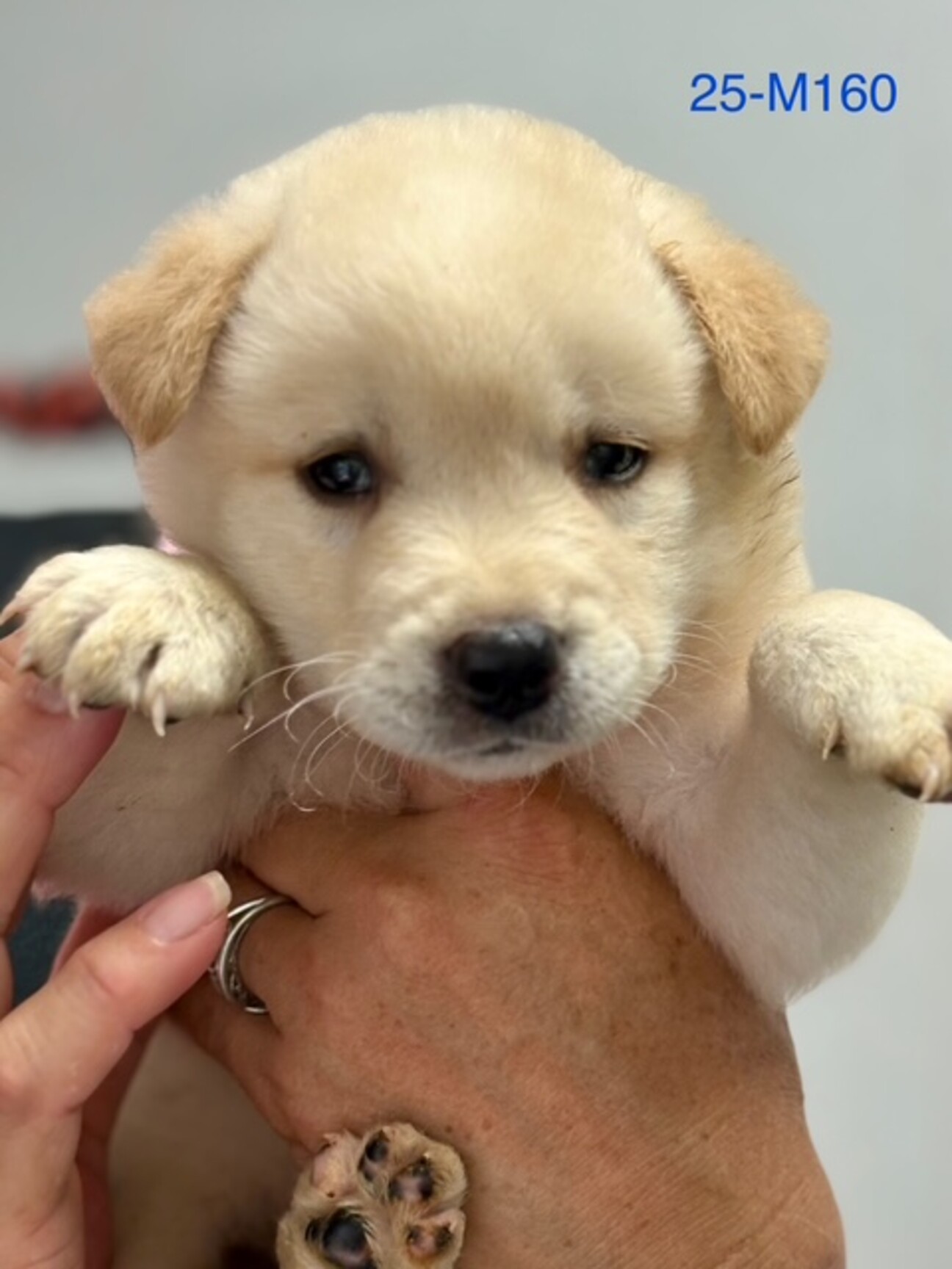 犬の親子／根付／ 犬小屋 木製 片側開閉式屋根 小型犬 中型犬 防水仕様