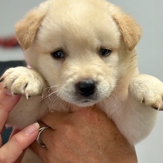 25-M160　赤ちゃんワンコ最高に可愛い！！