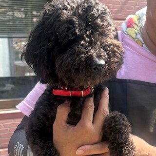 25-M126　真っ黒トイプー♪