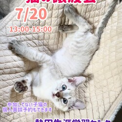 子猫がいっぱいの譲渡会