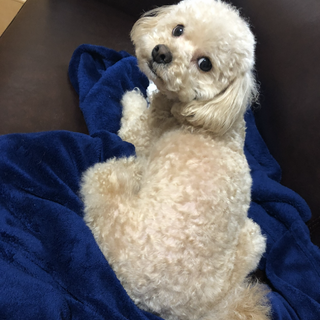 チワプー7歳☆去勢済み☆レンくん