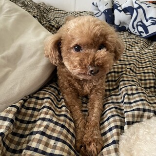 5歳トイプー☆短足が可愛い☆去勢済み☆チィくん