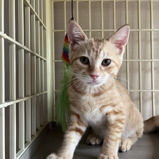 甘えん坊の茶太郎！